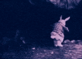 Down The Rabbit Hole GIF