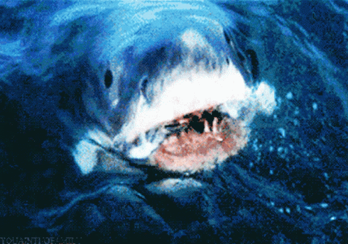 Shark Attack GIF