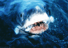 Shark Attack GIF - Shark Attack GIFs