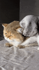 two cats are laying on a bed and one is cleaning the other 's fur