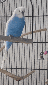 Peter Blue Bird GIF - Peter Blue Bird Swing GIFs