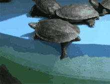 Turtle Push GIF - Turtle Push Over It GIFs