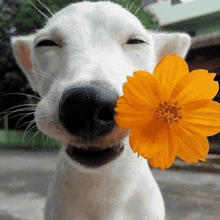 a white dog is holding a yellow flower in its nose
