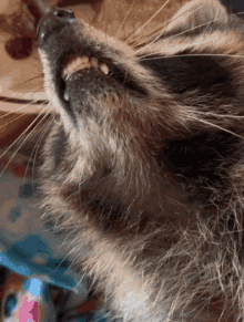Raccoon Eating GIF - Raccoon Eating Paradise GIFs