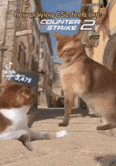 Counter-strike2 Cs2 GIF - Counter-strike2 Cs2 Cat GIFs