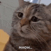 a close up of a cat 's face with the words `` maow '' written on the bottom .