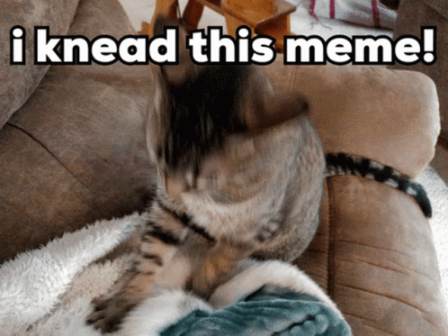 Needed meme. Kitten knead Blanket meme. Cat making Dough gif.