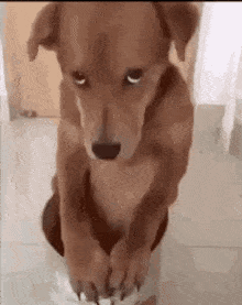 a brown dog is sitting on the floor with its paws on a person 's feet .
