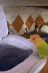 a green and orange bird is sitting on top of a washing machine