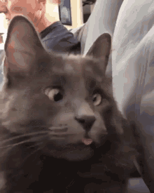 GIF