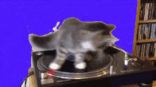 Cat Vinyl GIF - Cat Vinyl Record GIFs