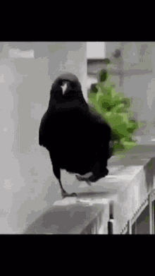 Crow Sassy GIF - Crow Sassy GIFs