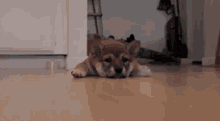Hard Floors Are Tough GIF - Puppy Tough Tired GIFs