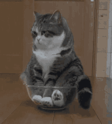 Cat Cat In A Bowl GIF - Cat Cat In A Bowl Cute GIFs