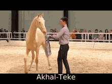 Akhal Teke Turkmenistan GIF - Akhal Teke Akhal Teke GIFs