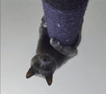 a gray cat is hanging upside down from a purple pole