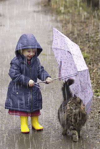 Umbrella Cat GIF - Umbrella Cat Raining - Descubre y comparte GIF
