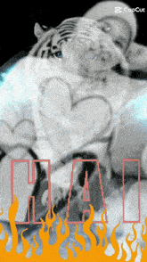 a picture of a white tiger with the word hai on the bottom