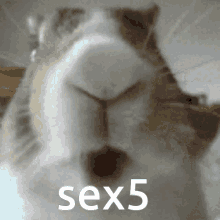 Sex5 Five GIF - Sex5 Sex Five GIFs
