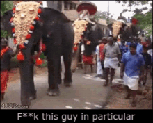 Elephant Fuck This Guy GIF - Elephant Fuck This Guy Kick GIFs