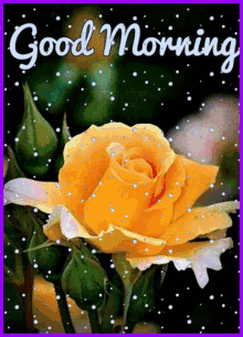 good morning good good day flower rose