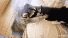 Raccoon Cat GIF - Raccoon Cat Hug GIFs