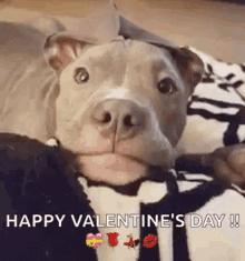 Valentines Day Dog Boston Terrier GIF - Valentines Day Dog Boston Terrier -  Discover & Share GIFs