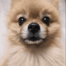 a close up of a pomeranian dog 's face with a blurred background .