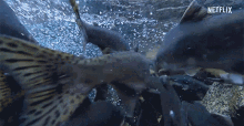 Swimming With Fish Under Water GIF - Swimming With Fish Fish Swimming GIFs