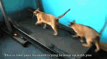 Cats On Treadmill  GIF - Cats Treadmill GIFs