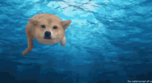 dog cute swimming ocean sea
