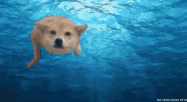 Dog Cute GIF - Dog Cute Swimming - Discover & Share GIFs