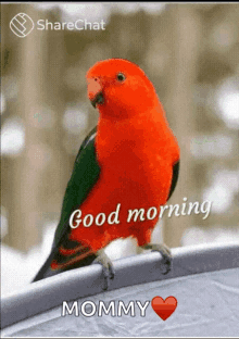good morning flowers birds tea sharechat