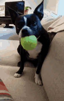 Dog Ball GIF - Dog Ball Drop GIFs