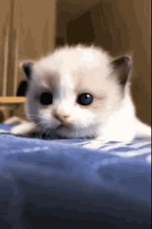 Animal Kitten GIF - Animal Kitten Cats GIFs