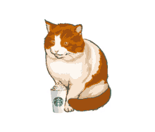 pumpkin spice latte psl cat