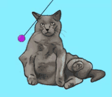 Cat Lookatme GIF - Cat Lookatme Hypnotize GIFs