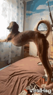 Stretching Viralhog GIF - Stretching Viralhog Dog Looking Out The Window GIFs