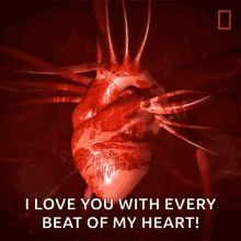 Heart National Geographic GIF