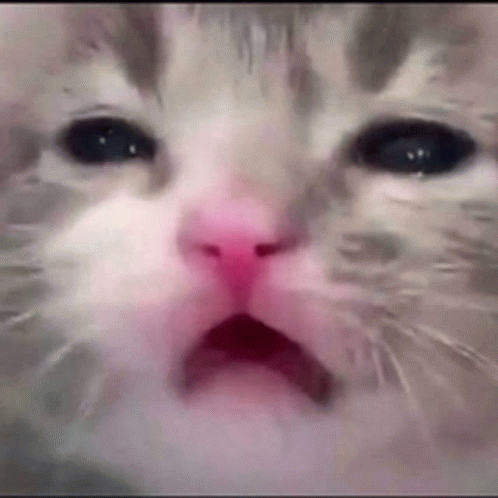 HD Pathetic Cat Meme Face | Poster