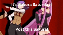 Sakura Fate GIF