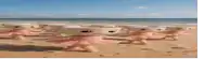 a group of ballerina dolls are walking on a sandy beach .
