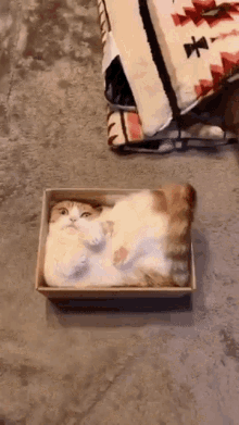 Cat In A Box Cat GIF - Cat In A Box Cat Box GIFs