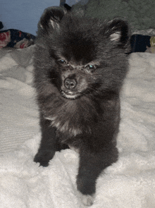 a small black dog with blue eyes sitting on a white blanket