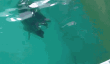 a black and white animal is swimming in a green body of water