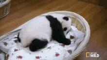Sleepy Sleepy Sleepy Pandas GIF - Sleepy Sleepy Sleepy Pandas Tired GIFs