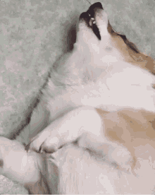 Corgi Dog GIF - Corgi Dog Puppy GIFs