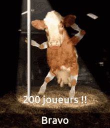 a brown and white cow is standing next to a pole with the words 200 joueurs bravo on the bottom