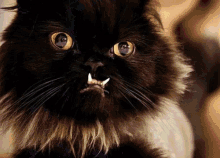 Black Cat Vampire GIF - Black Cat Vampire Cats GIFs