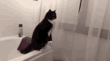 Cat And Mirror GIF - So Cute Cat GIFs